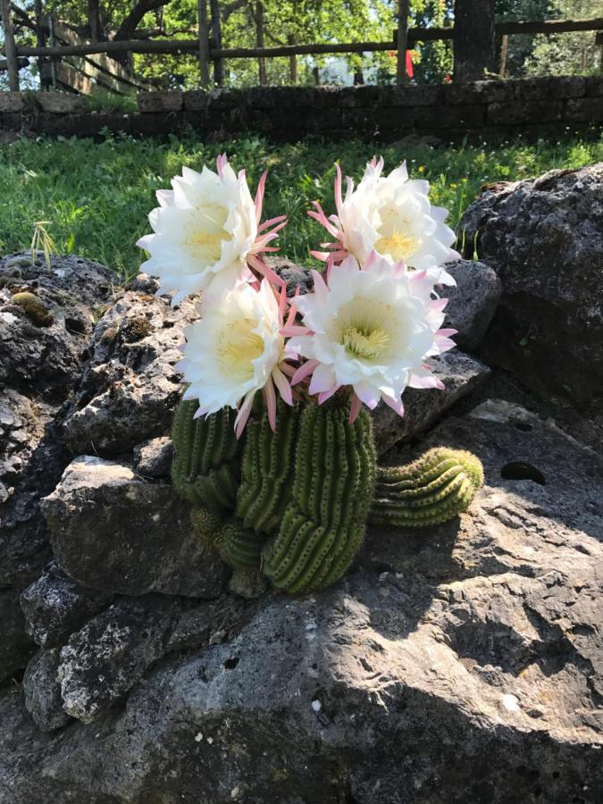 Agriturismo A Casa Di Susanna Santo Stefano del Sole ภายนอก รูปภาพ